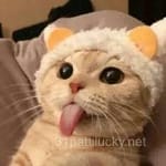 Avatar of Aqsa Ahmed